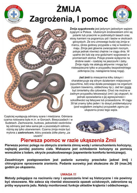 Obrazek - Żmija
