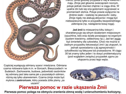 Obrazek - Żmija